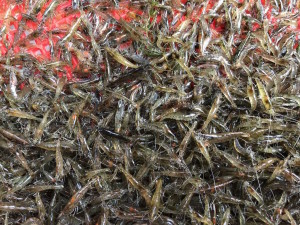 crevettes