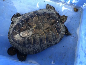 tortue
