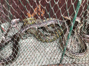 serpent