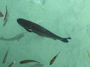 poissons