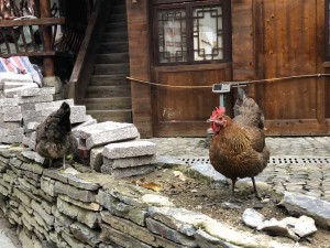 poule