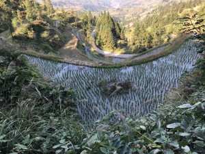 culture du riz dans le Guizhou