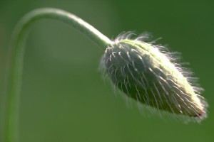 Bouton de coquelicot