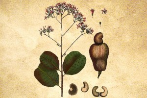 Anacardiaceae