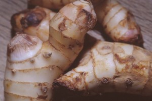Racines de galanga