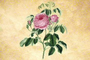 Rosaceae