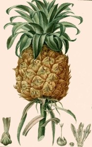 Ananas