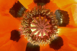 Angiosperme