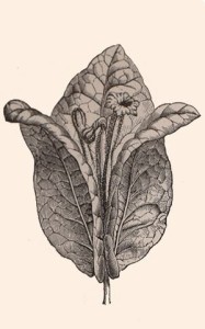 Nyctaginaceae