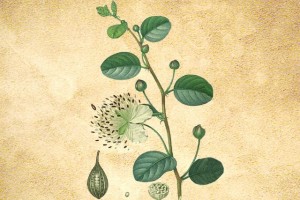 Capparidaceae