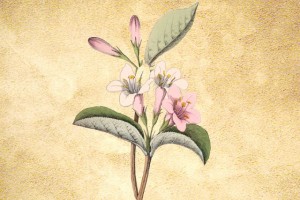 Caprifoliaceae