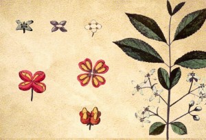Celastraceae