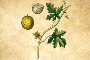 Combretaceae