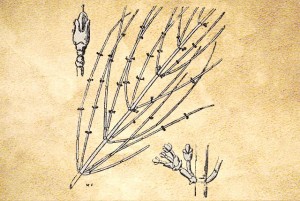 Ephedraceae
