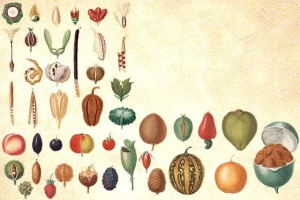 Types de fruits
