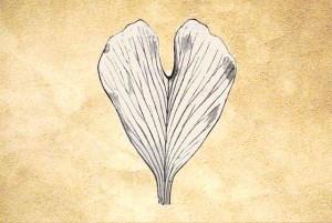 Ginkgoaceae
