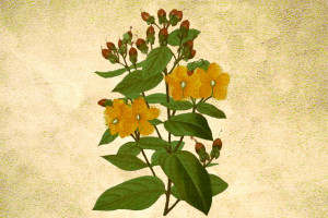 Hypericaceae