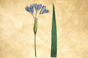 Iridaceae