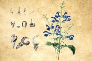 Lamiaceae