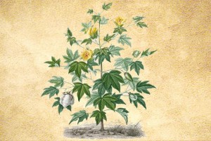 Malvaceae