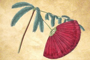 Mimosaceae