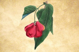 Myrtaceae