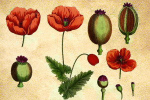 Papaveraceae