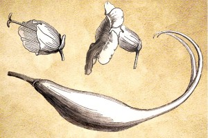 Pedaliaceae