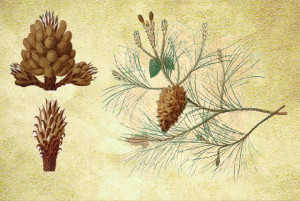Pinaceae