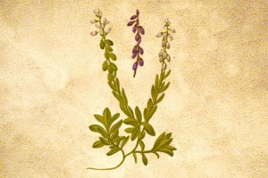 Polygalaceae