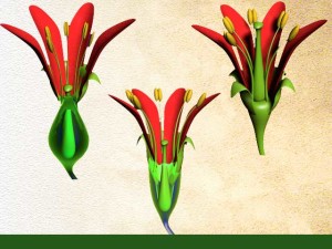 Position de l'ovaire dans la plante