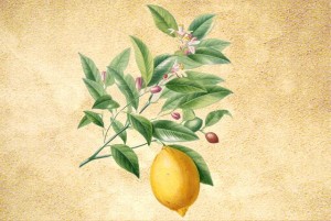 Rutaceae