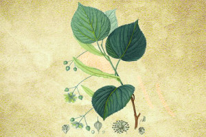 Tiliaceae