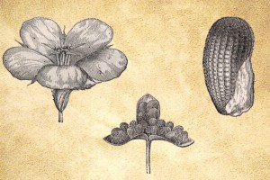Turneraceae