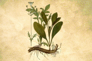 Valerianaceae