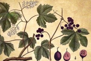 Vitaceae