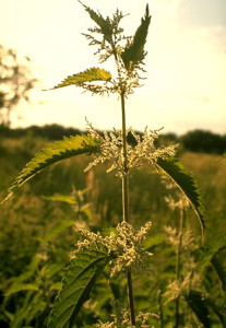 L'ortie piquante © Secrets de plantes