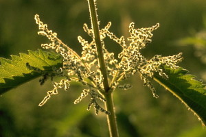 Ortie piquante