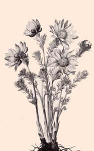 Adonide