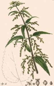 Ortie piquante